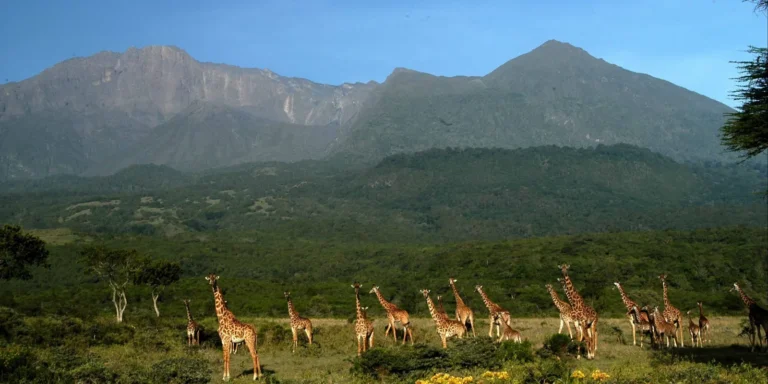 Giraffes in Arusha National Park with Mount Meru behind