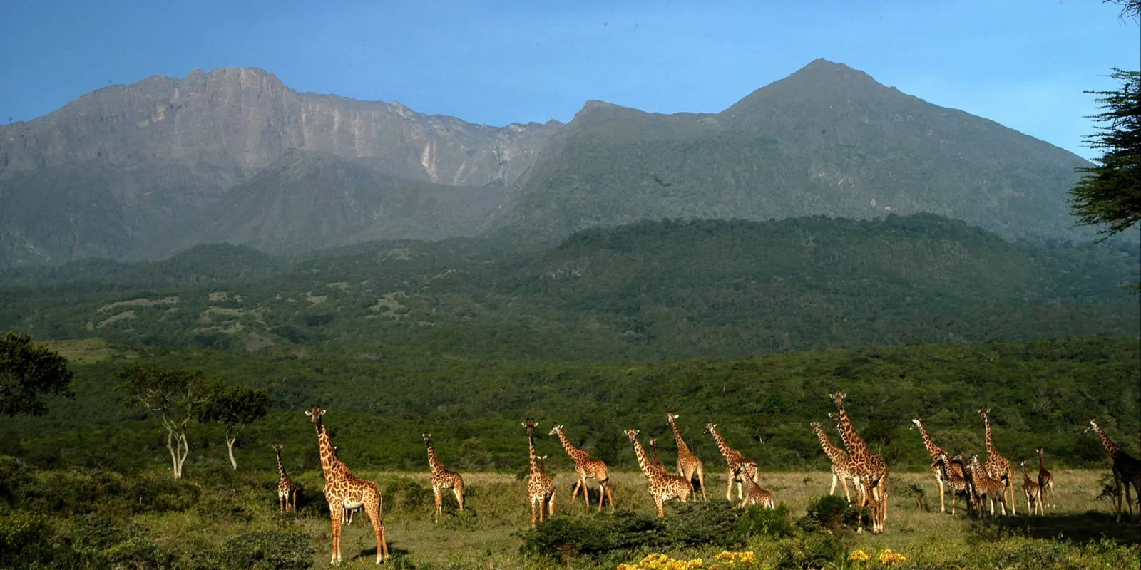 Giraffes in Arusha National Park with Mount Meru behind