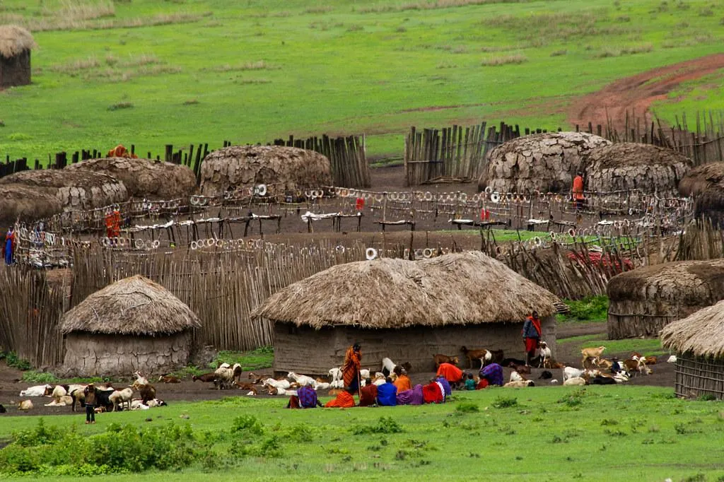 Maasai village with traditional huts, livestock and villagers