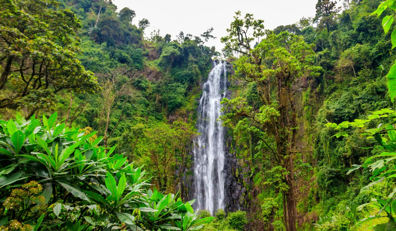Materuni Waterfalls cascading through the rainforest near Moshi