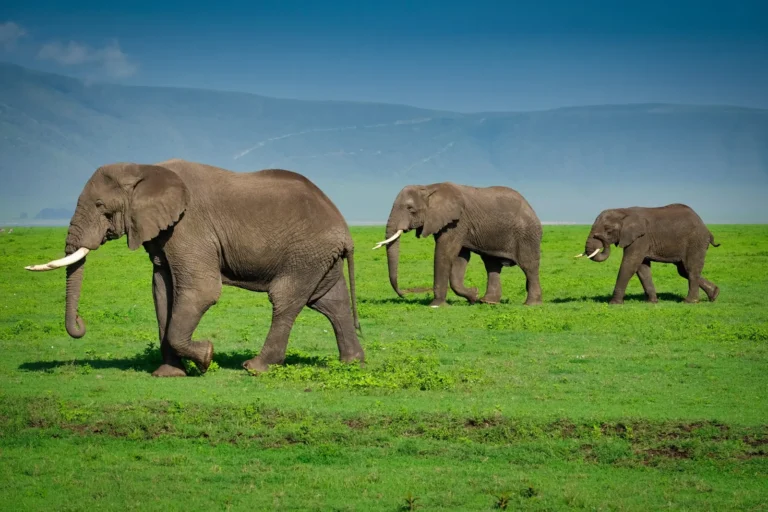 View across the Ngorongoro Crater floor on safari