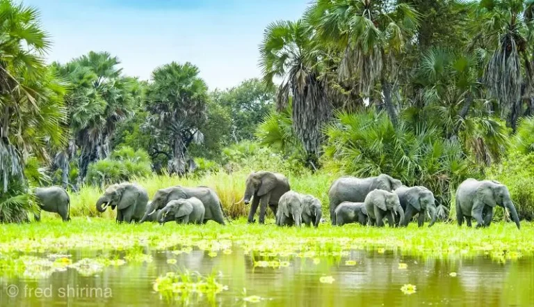 Rufiji River landscape in Nyerere National Park, one of many Tanzania destinations