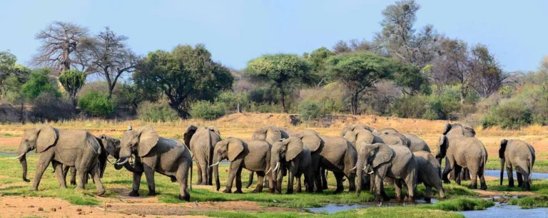 Baobab country in Ruaha National Park, southern Tanzania