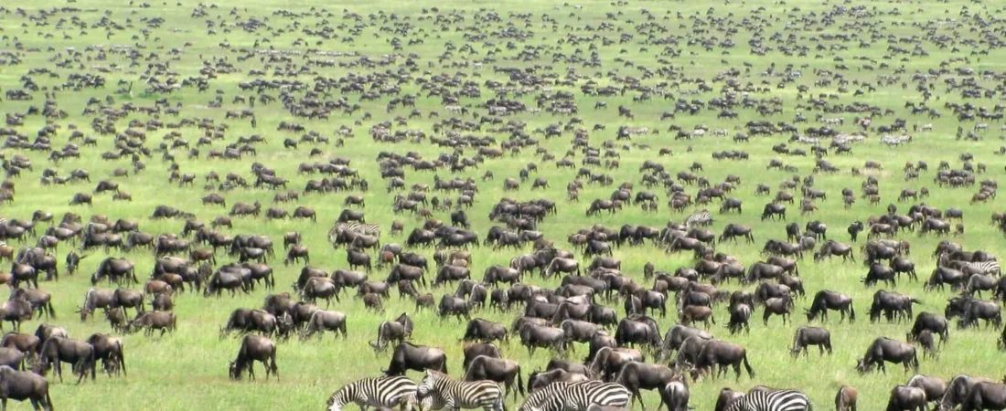 Best Time to Visit Tanzania: Month by Month
