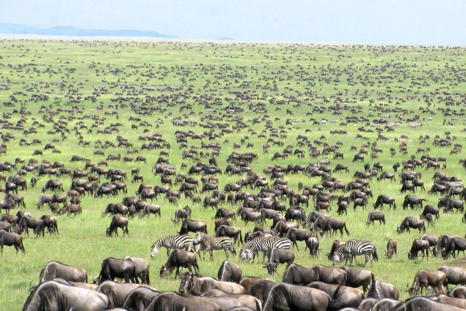 Great Migration wildebeest herds crossing the Serengeti