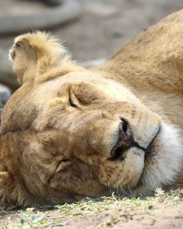 Lion resting in Serengeti National Park