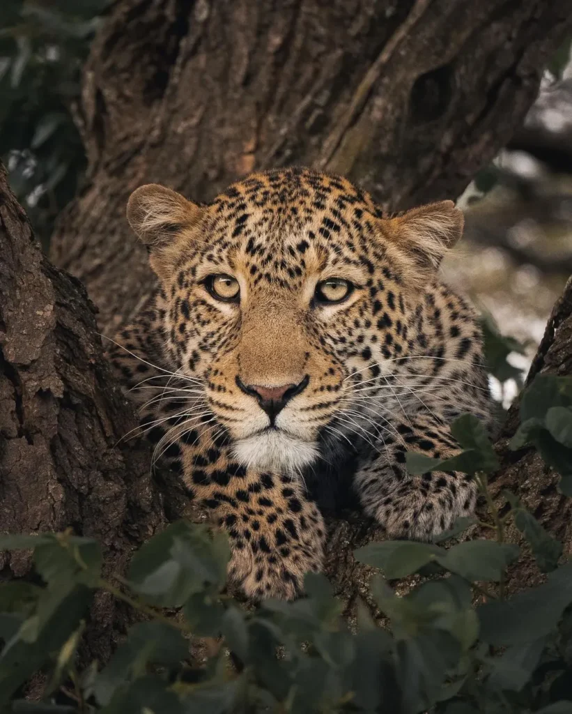Wildlife on the open plains of Serengeti National Park, Tanzania