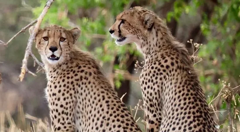 Tanzania Safari Cost Guide: What You Will Really Pay