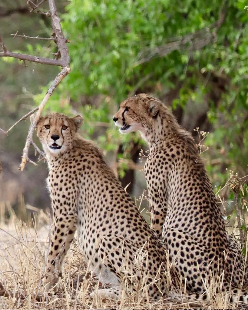 Tanzania Safari Cost Guide: What You Will Really Pay