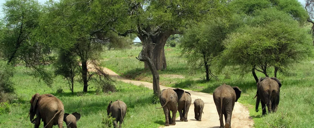 What to Pack for a Tanzania Safari