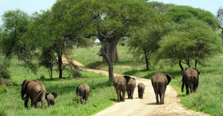 Elephants in Tarangire National Park